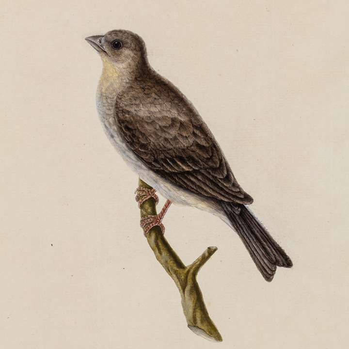A Study of a Female Crimson-Browed Finch, Carpodacus subhimachalus